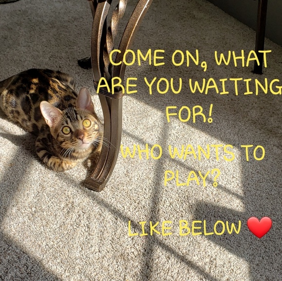 😻 WANT MORE FOLLOWERS? 😻 - Picture 6 of 6